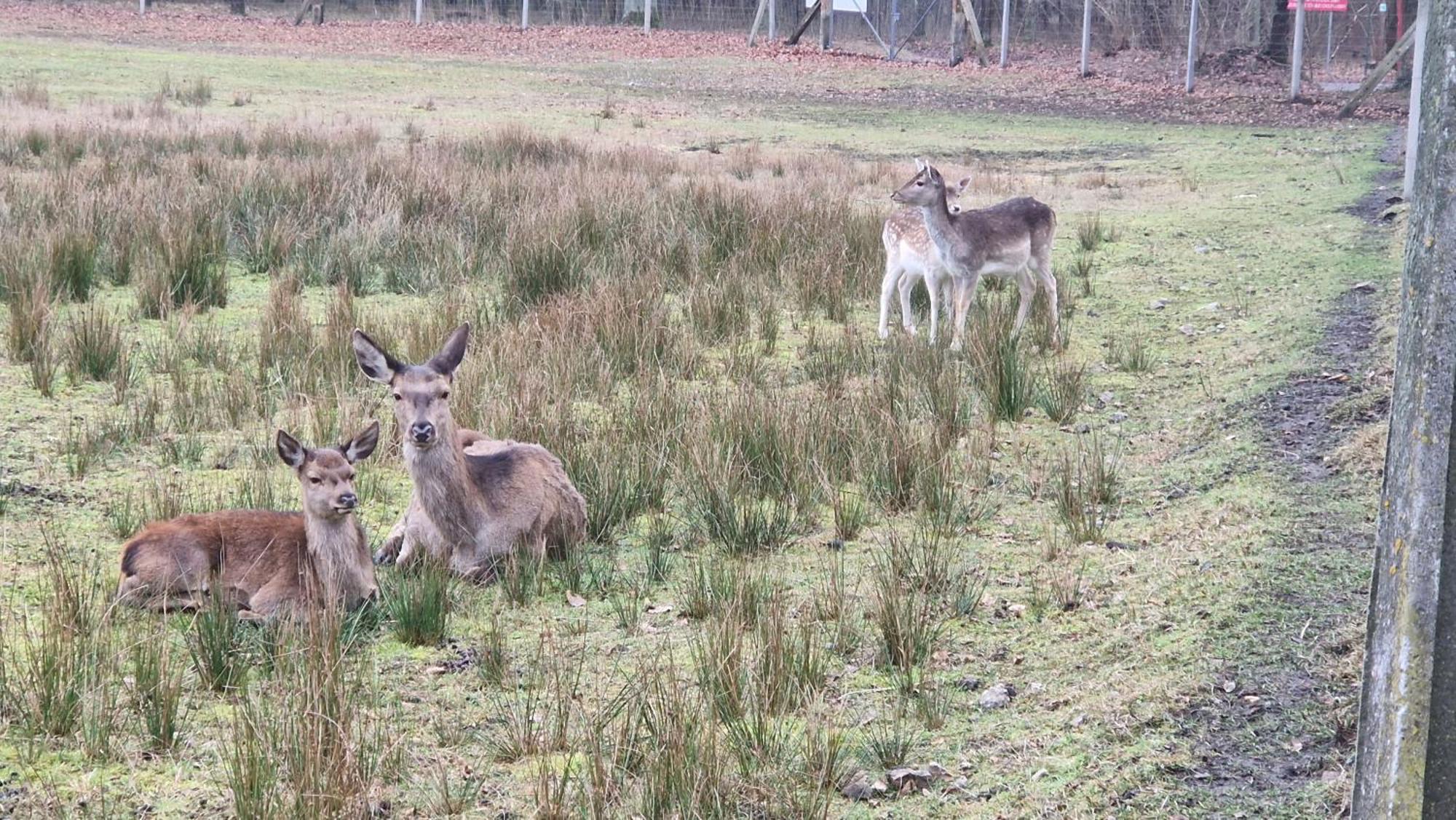 Rancho Colorado Villa Trzciel Eksteriør bilde