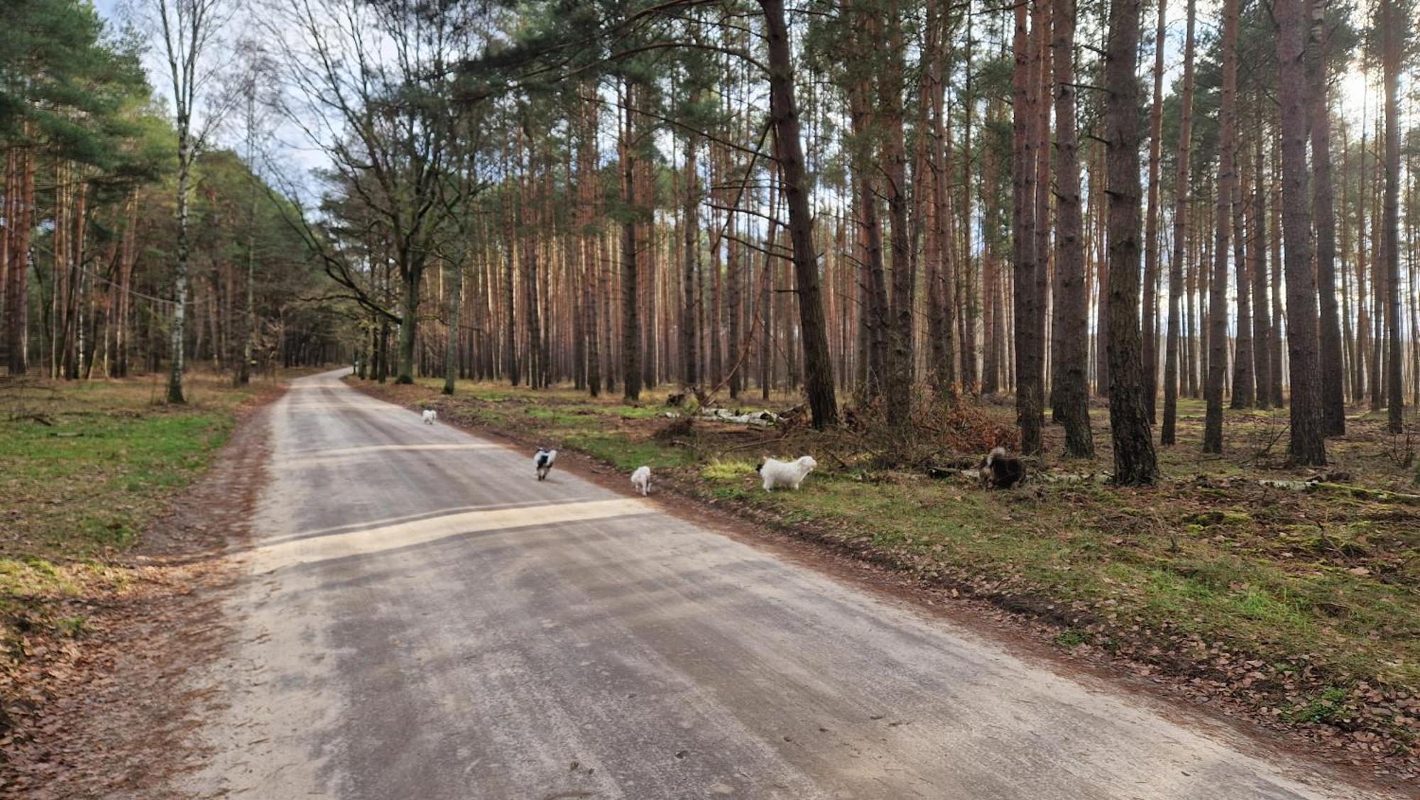 Rancho Colorado Villa Trzciel Eksteriør bilde
